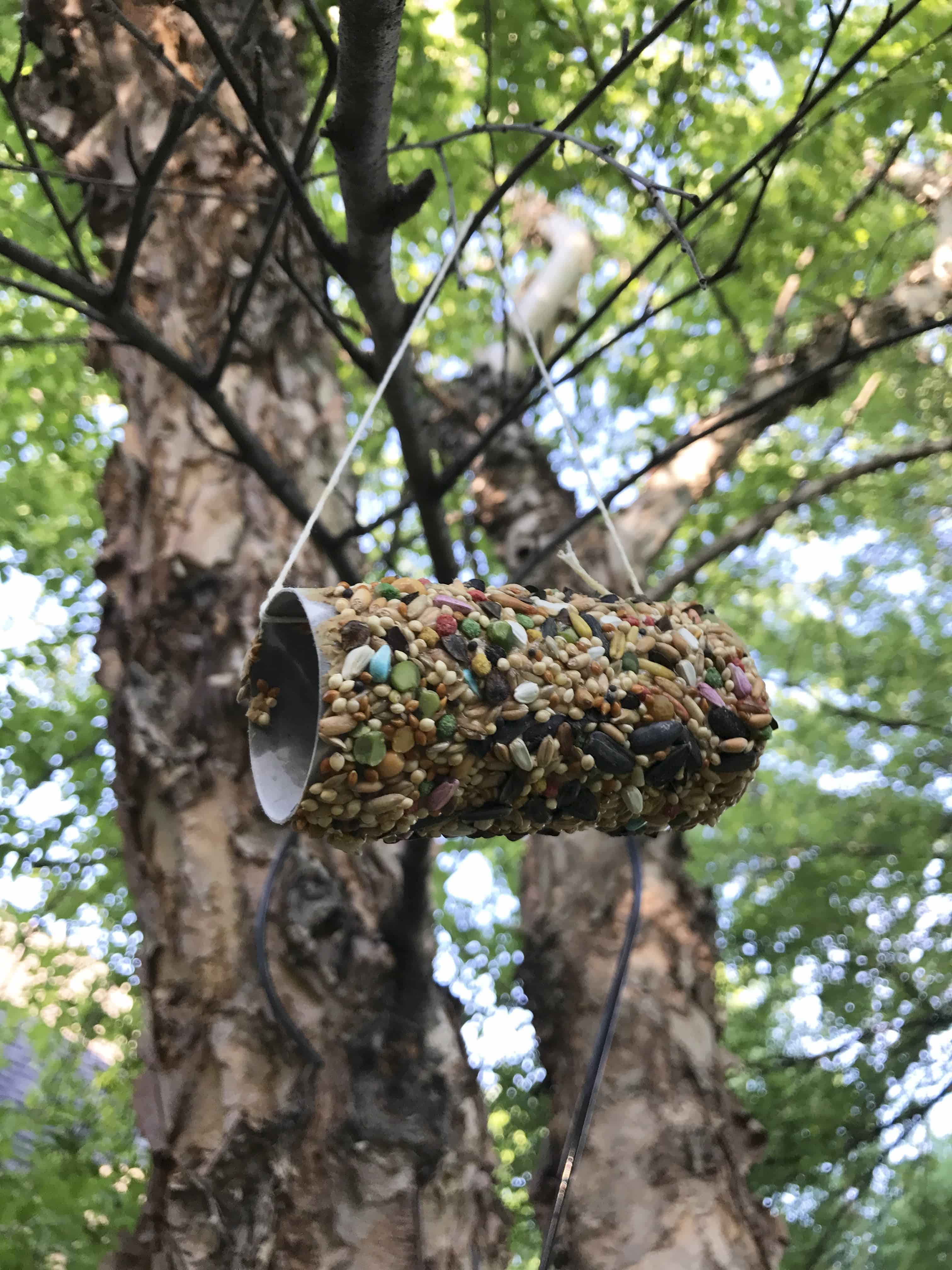 DIY Toilet Paper Roll Bird Feeder