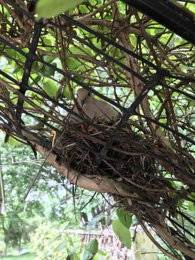 Dove in Nest