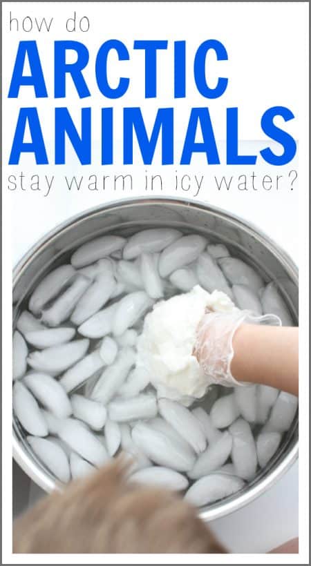 Science Fair Project - How Do Arctic Animals Stay Warm in Icy Water