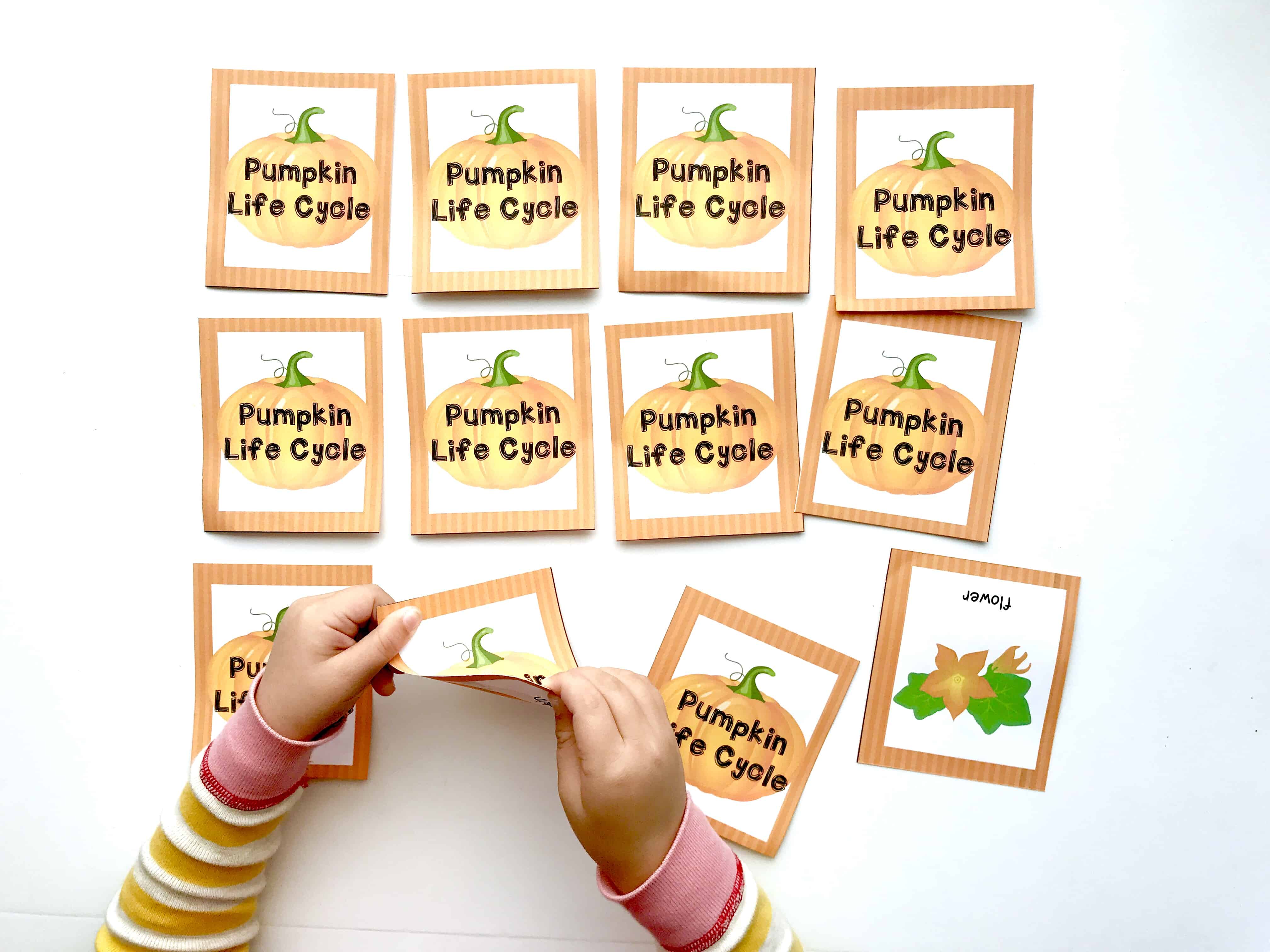 Playing Pumpkin Life Cycle Printable Memory Game
