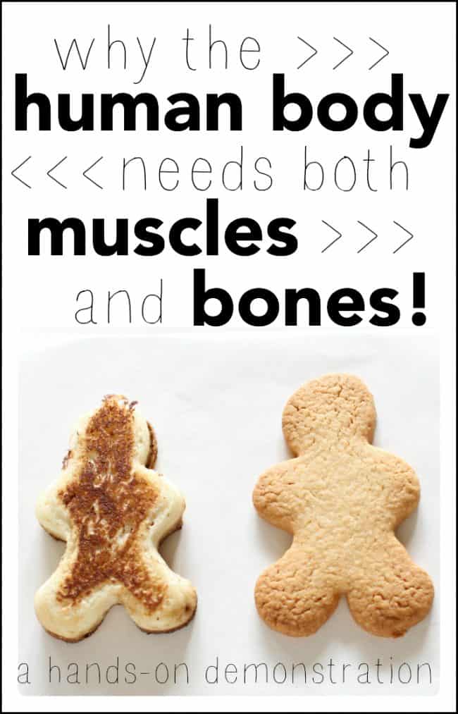 Science project - Why the human body needs both muscles and bones (a hands-on demonstration)